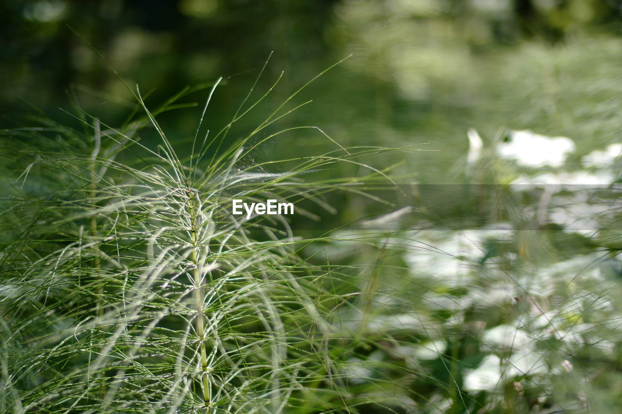 Scouring rush in the forest in germany