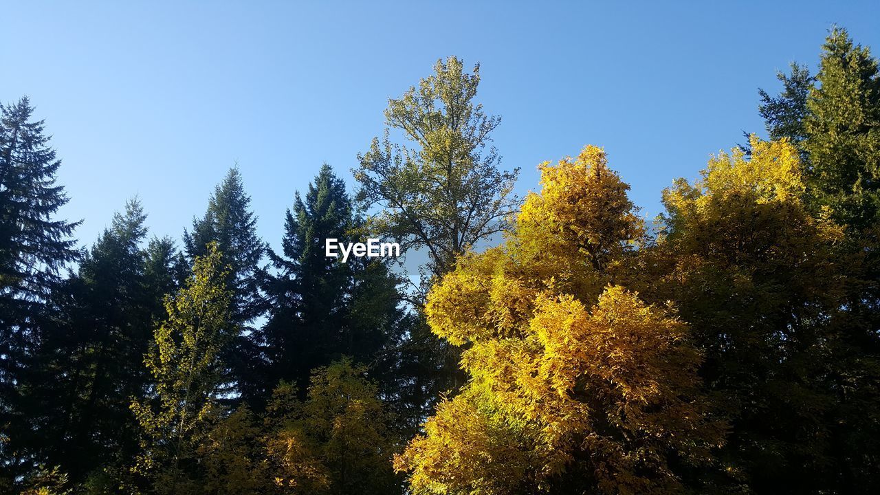 LOW ANGLE VIEW OF TREES IN FOREST AGAINST CLEAR SKY