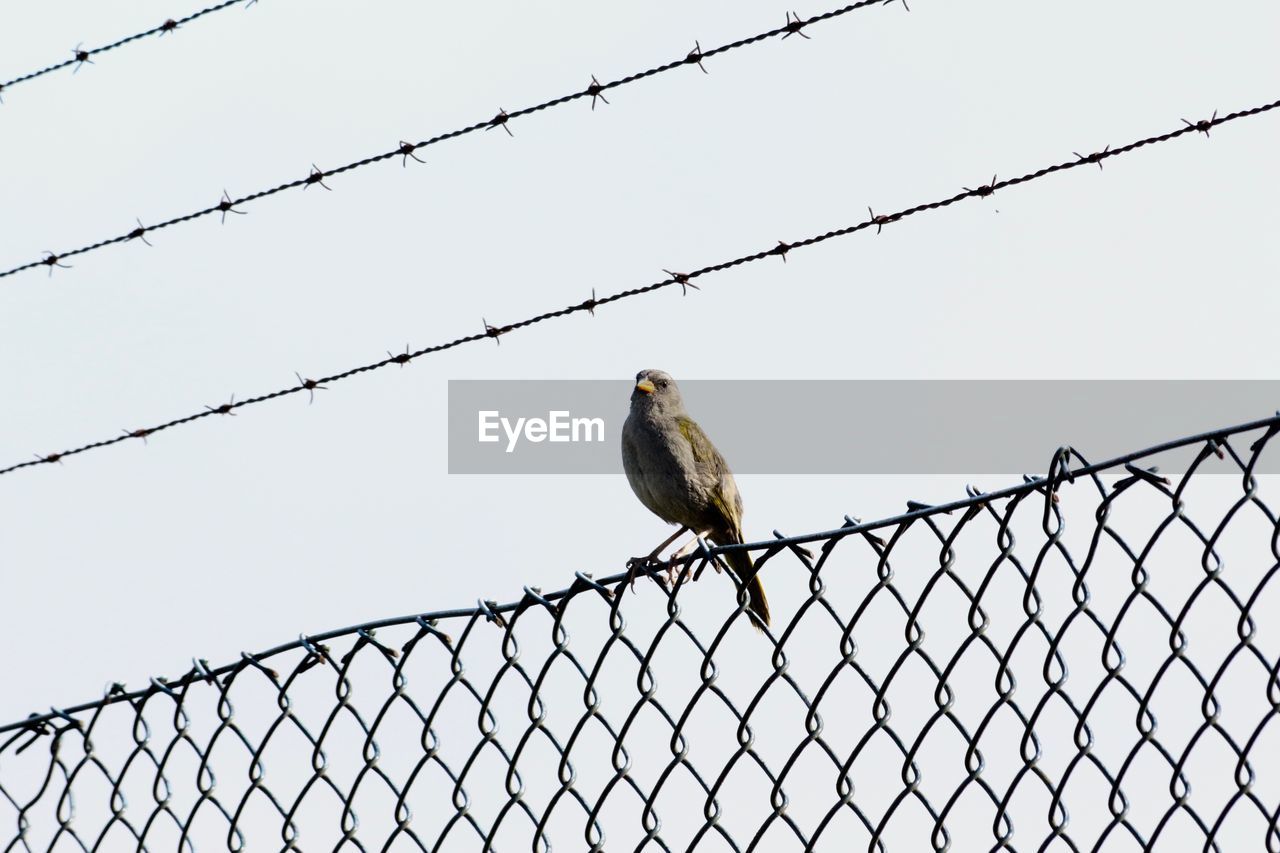 BIRDS PERCHING ON CHAINLINK FENCE