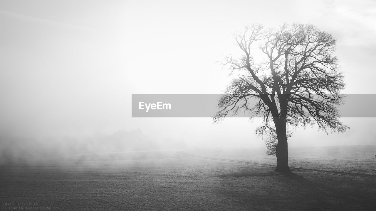 Scenic view of field in foggy weather