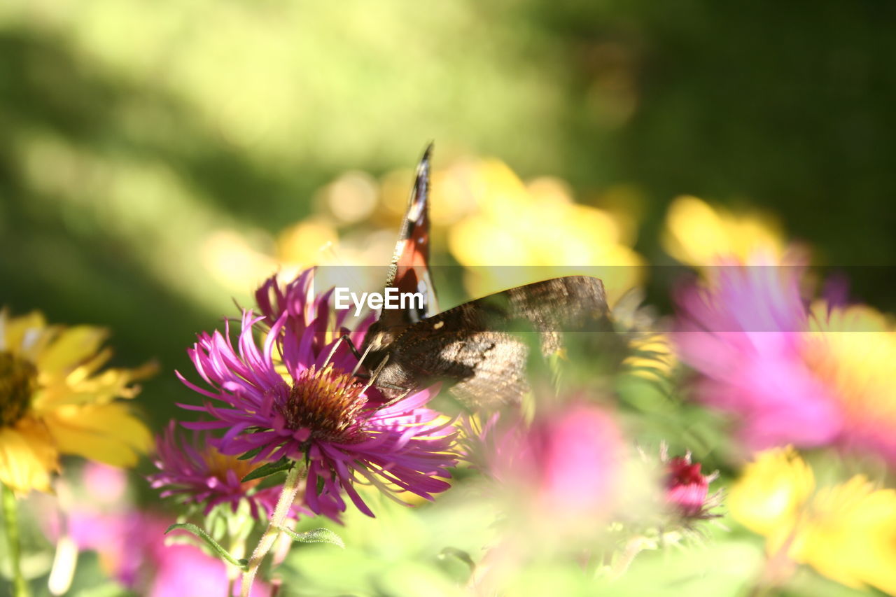 CLOSE-UP OF BUTTERFLY POLLINATING ON PURPLE FLOWERS