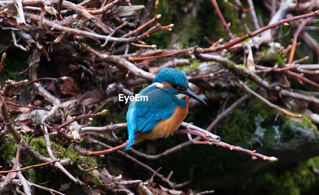 bird, animal themes, animal, animal wildlife, wildlife, tree, nature, branch, one animal, plant, perching, beauty in nature, blue, forest, multi colored, beak, environment, outdoors, no people, land, tourism, tropical bird, feather, wilderness, animal body part, travel destinations