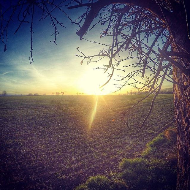 SUNSET OVER FIELD