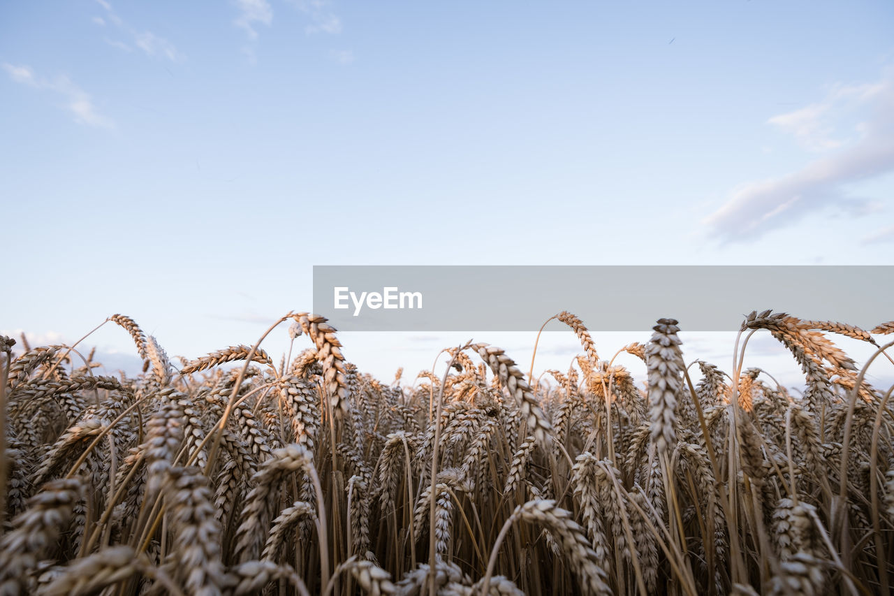 VIEW OF WHEAT GROWING IN FIELD AGAINST SKY