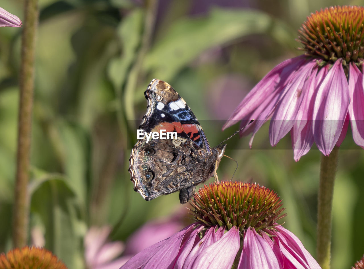 Close-up of butterfly pollinating on flower