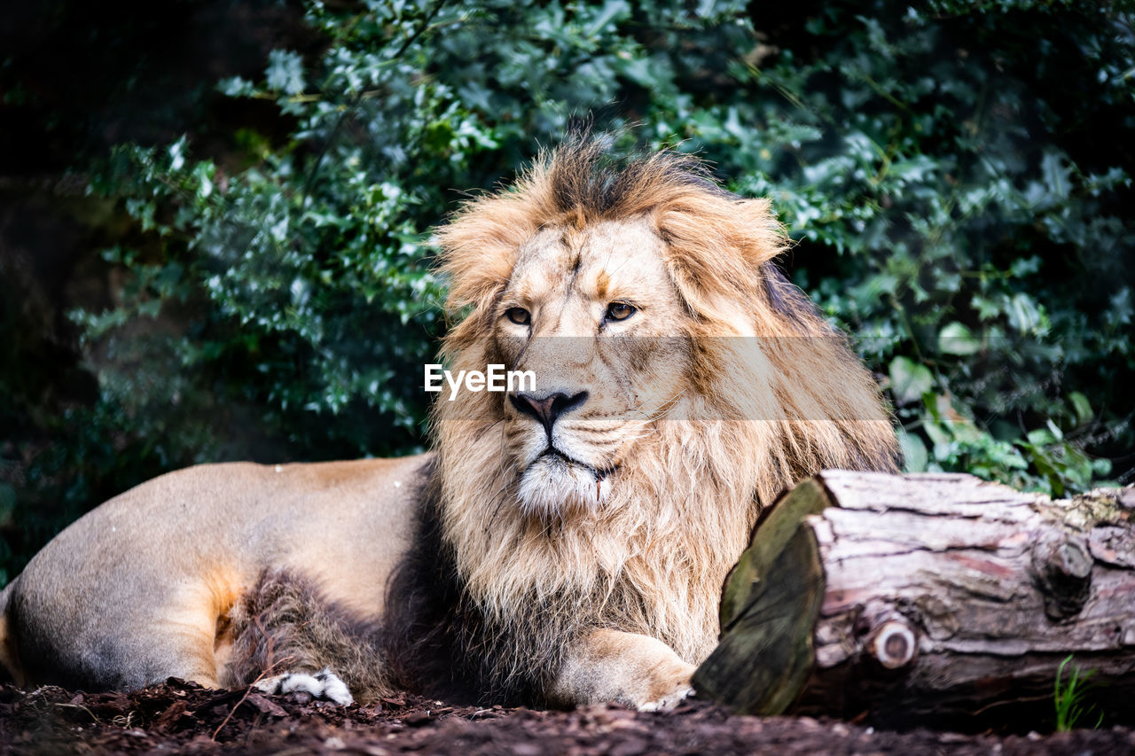 Lion on field in forest