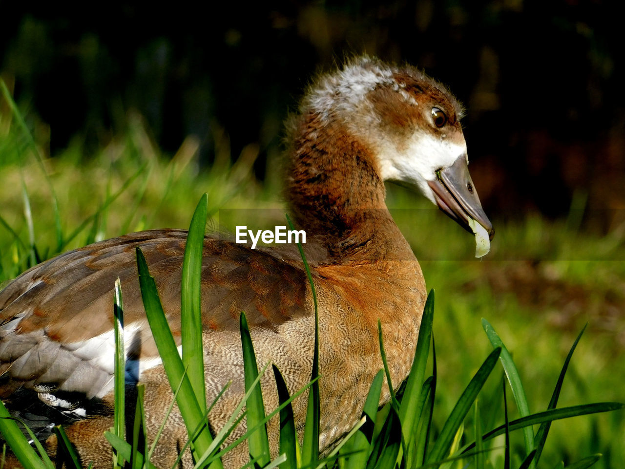 CLOSE-UP OF DUCK ON FIELD