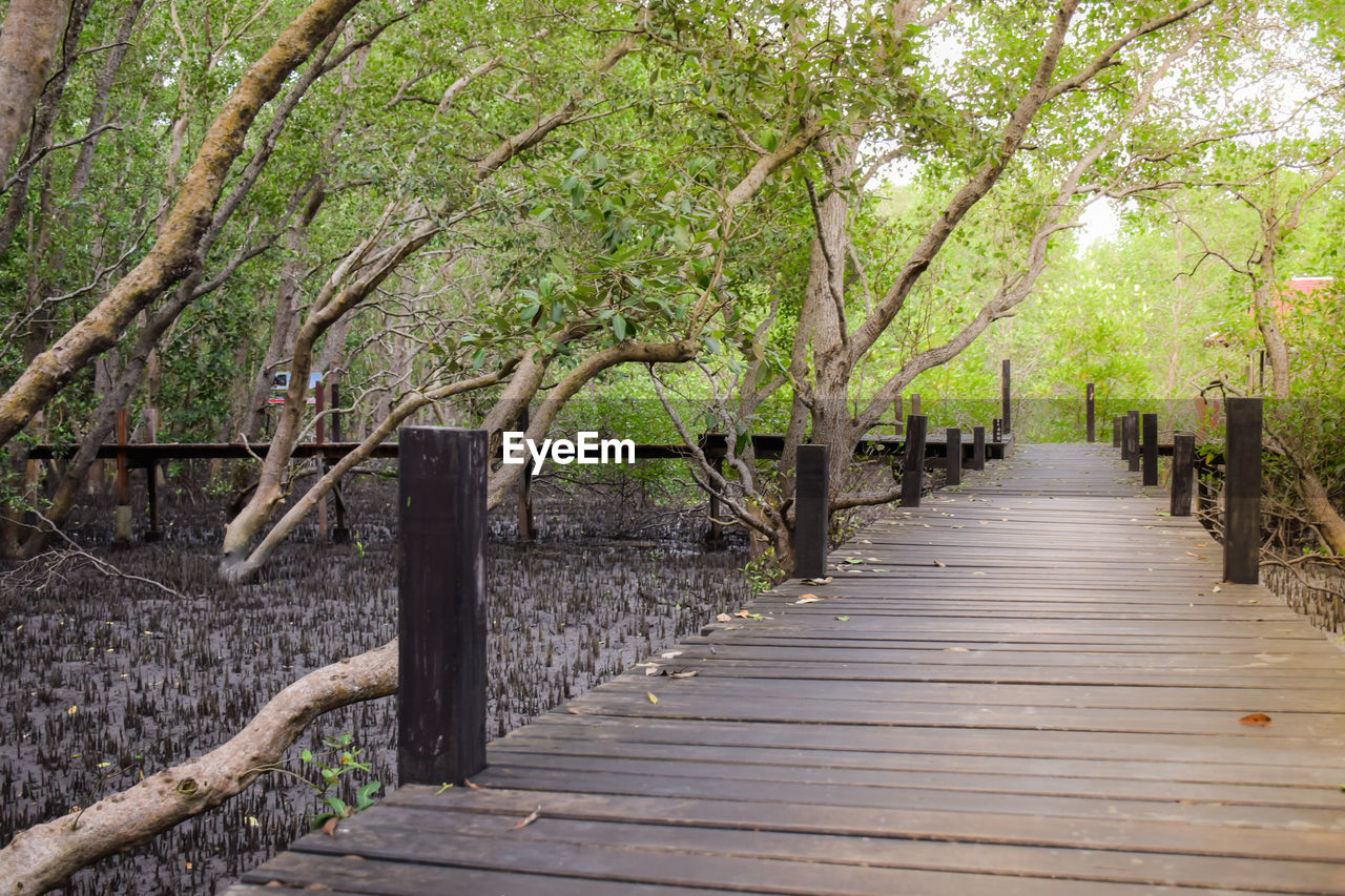 WOODEN FOOTBRIDGE ALONG TREES IN FOREST