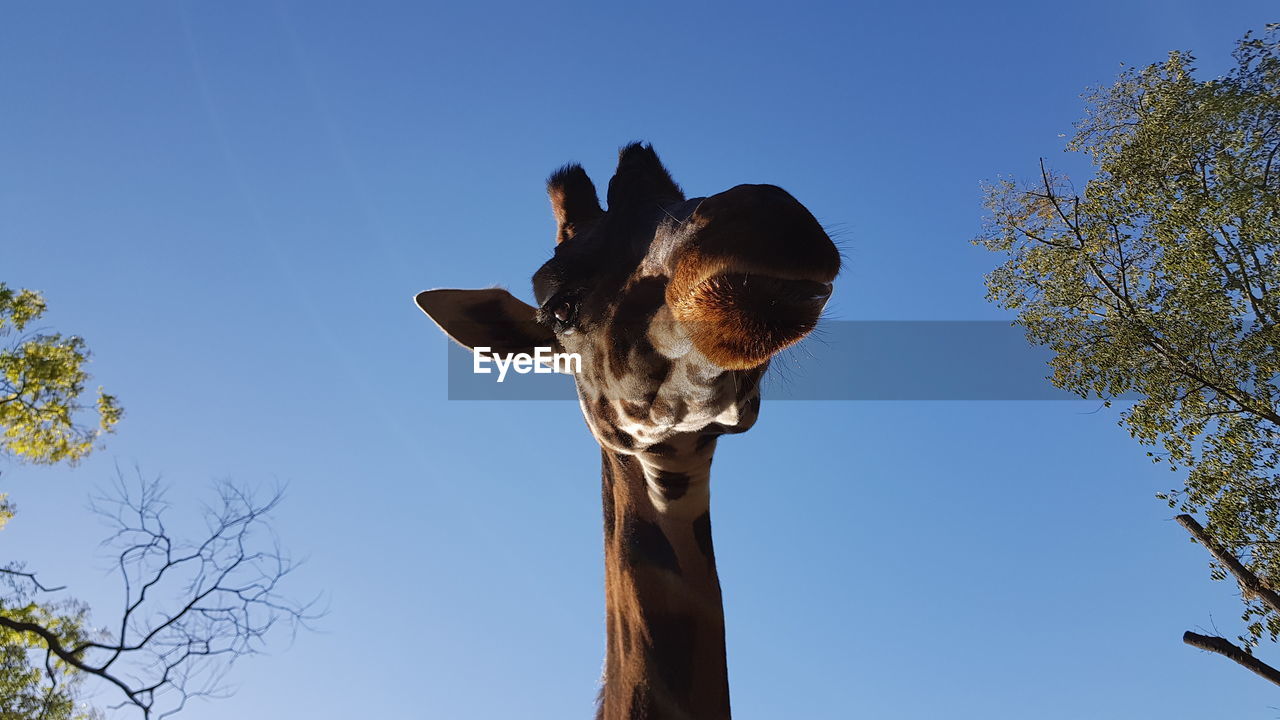 LOW ANGLE VIEW OF A HORSE AGAINST BLUE SKY