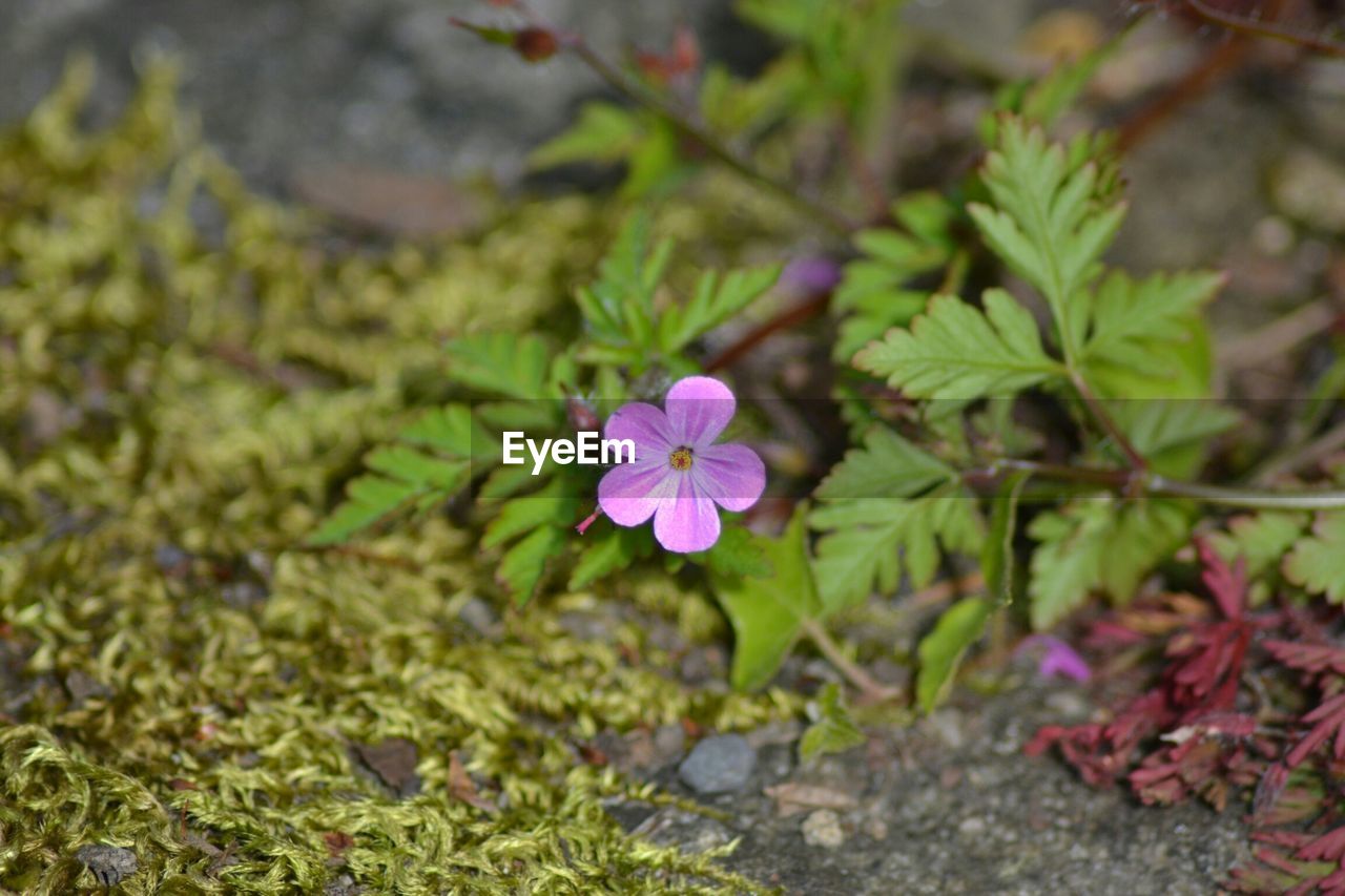 CLOSE-UP OF PURPLE FLOWERS BLOOMING OUTDOORS