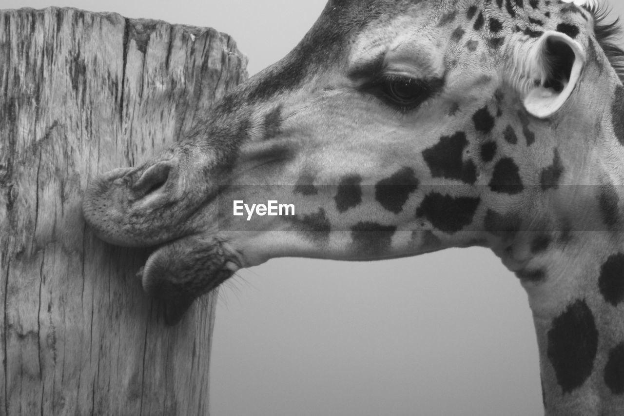 Close-up of giraffe licking wooden post against sky