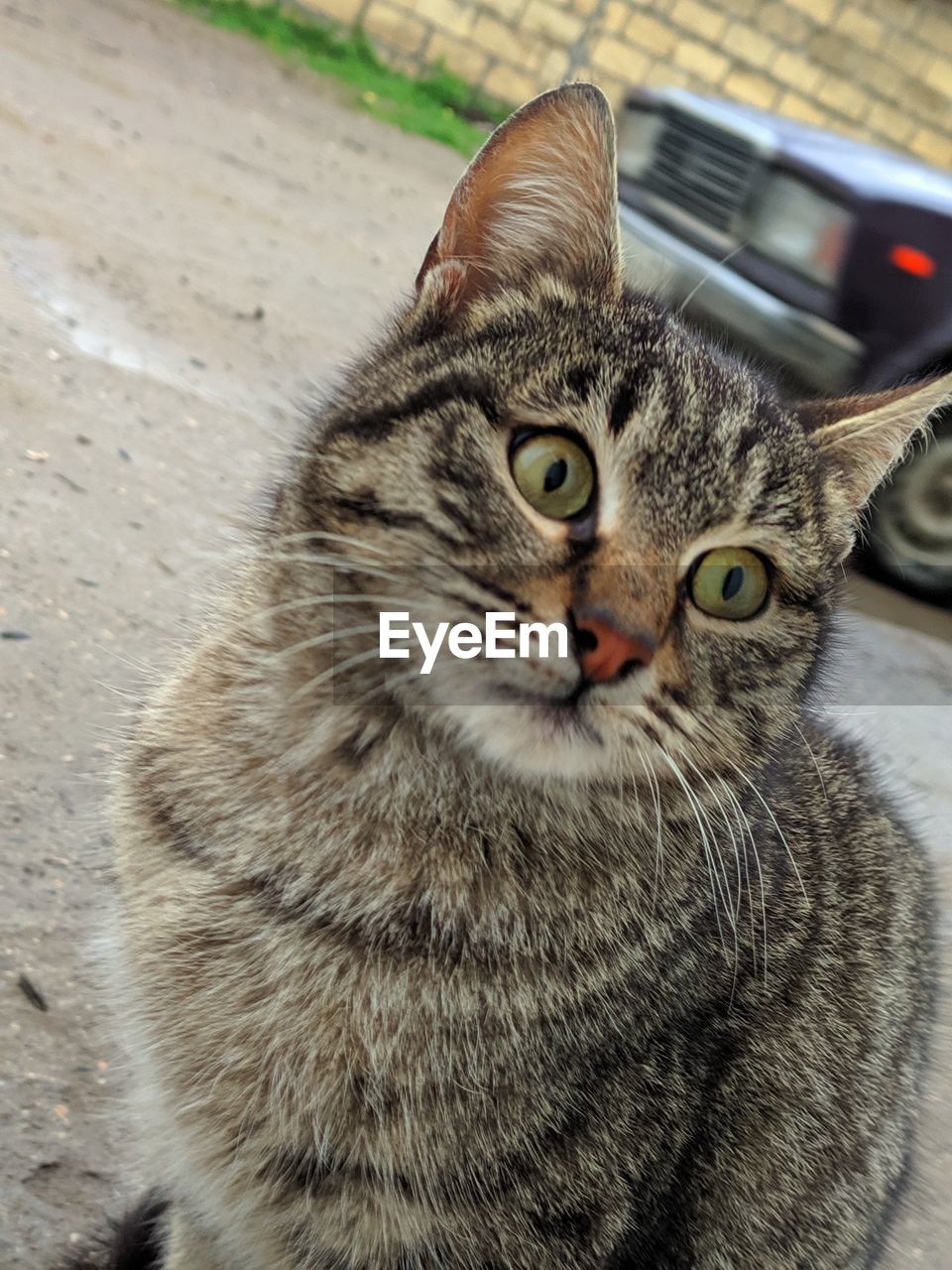 CLOSE-UP PORTRAIT OF CAT