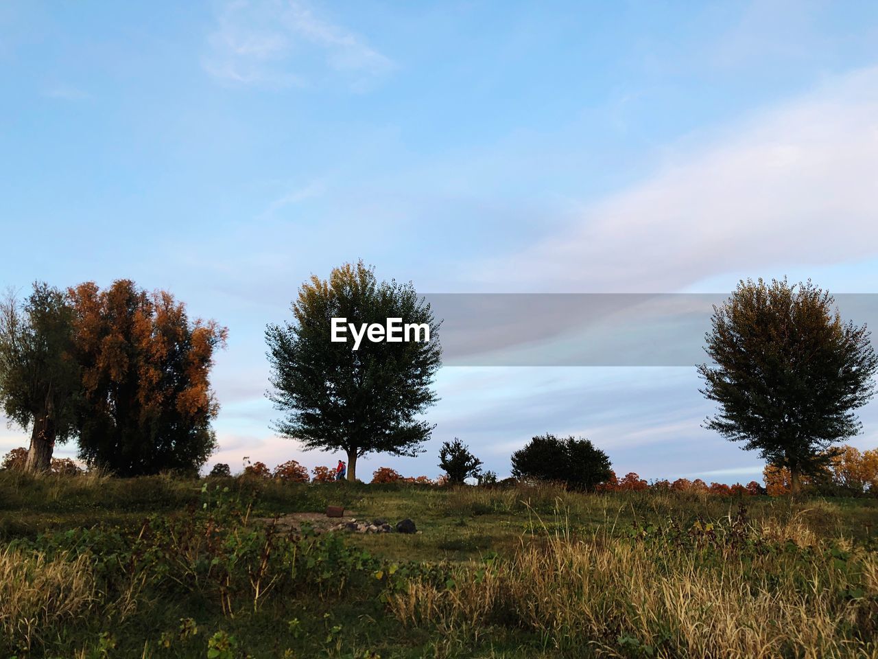 TREES IN FIELD AGAINST SKY