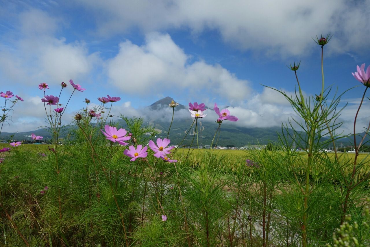 PINK FLOWERS BLOOMING ON FIELD