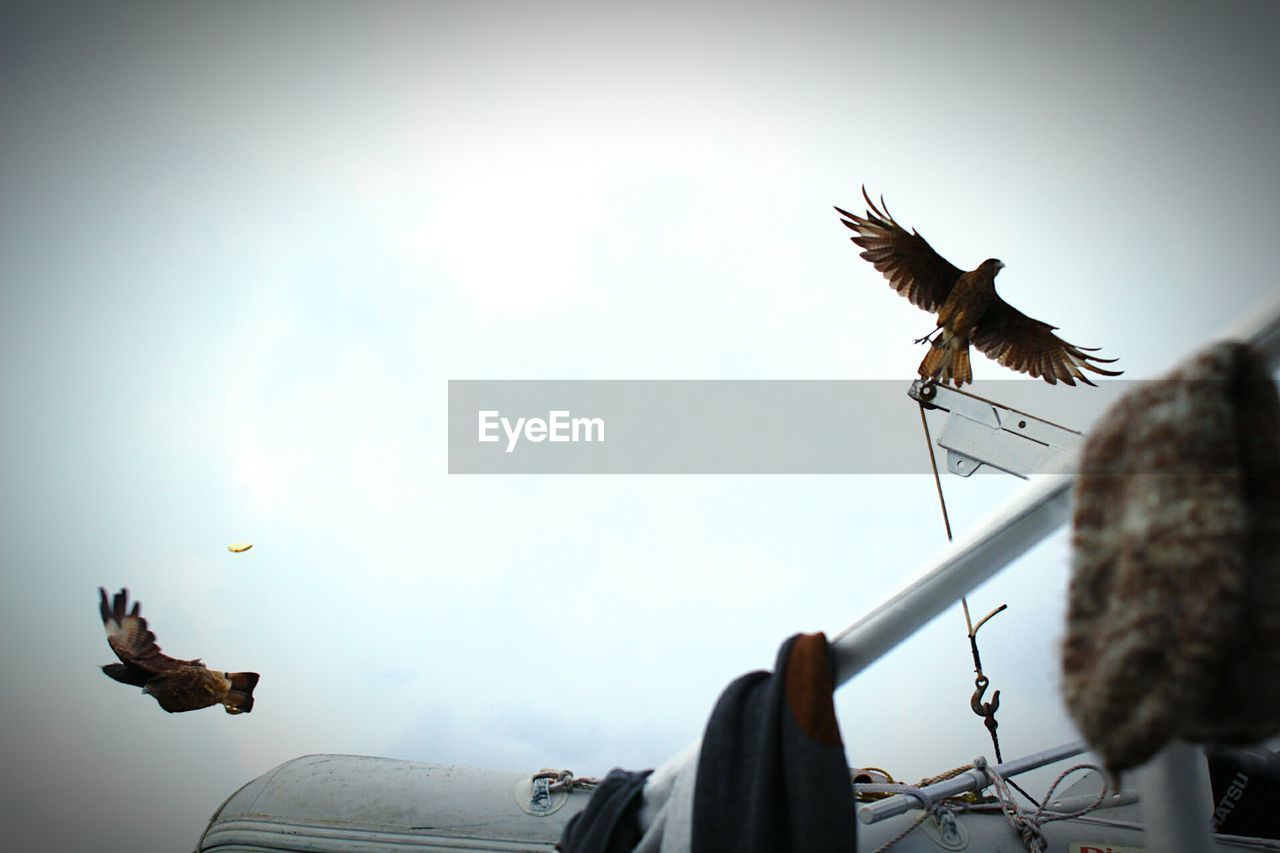 LOW ANGLE VIEW OF HAWK FLYING AGAINST CLEAR SKY