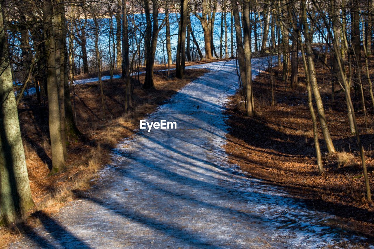 VIEW OF TREES IN FOREST