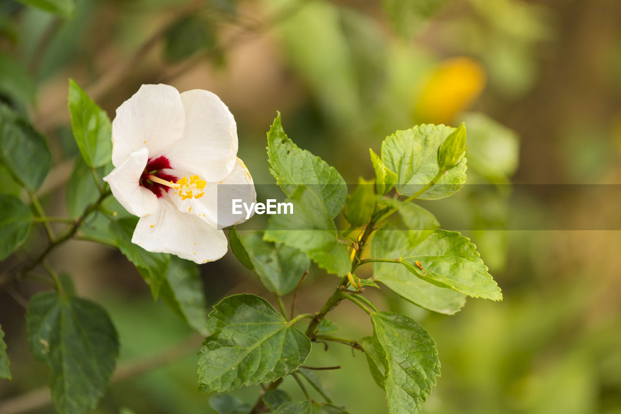 Close-up of white flowering plant