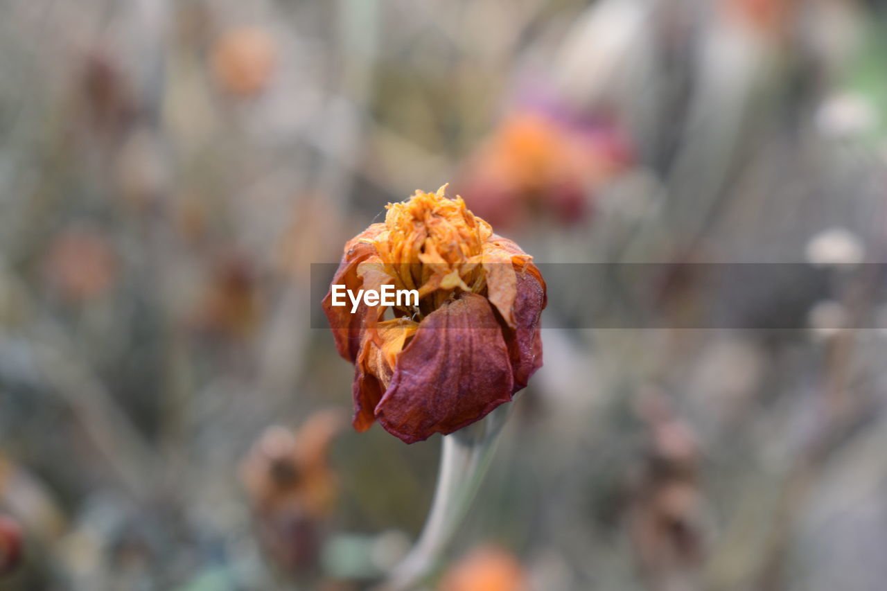 Close-up of wilted flower