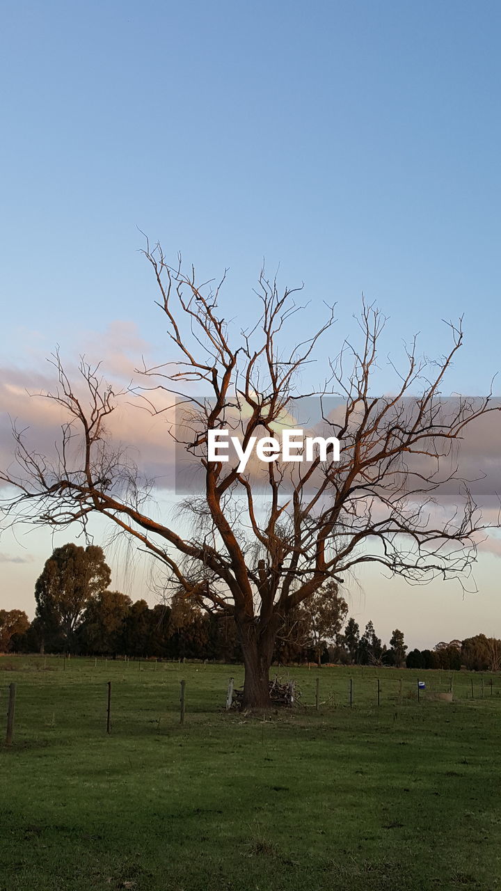 BARE TREE ON FIELD