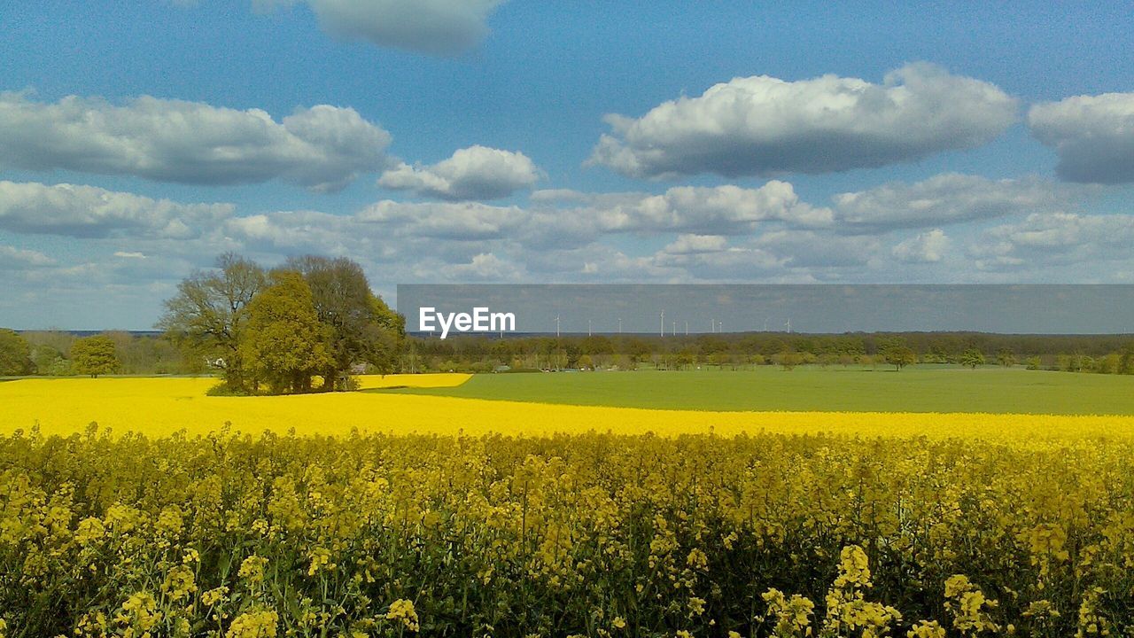 Scenic view of field against sky