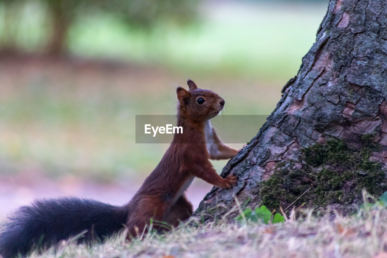 Red eurasian squirrel at the bottom of a rough tree trunk looks attentive at the photographer