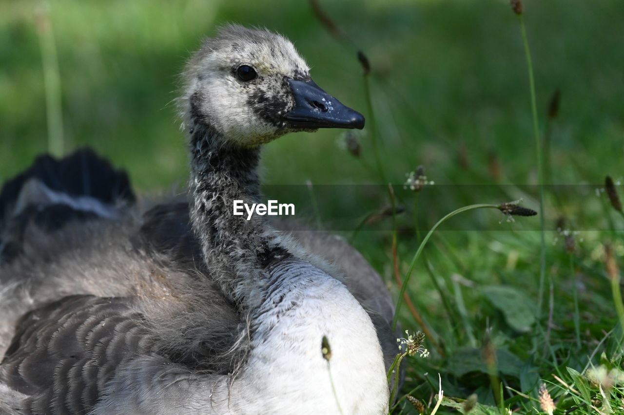 close-up of duck