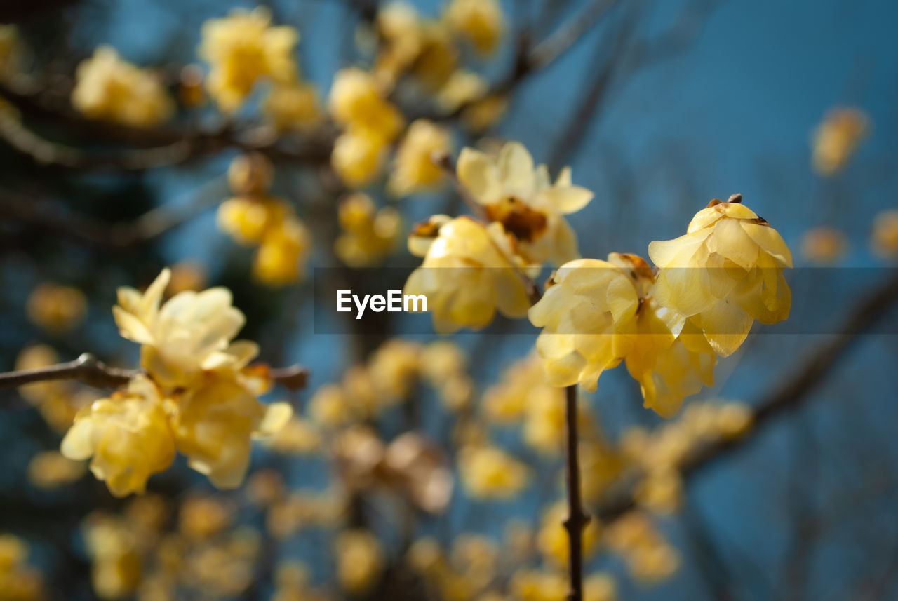 Close-up of yellow flowering waxplum