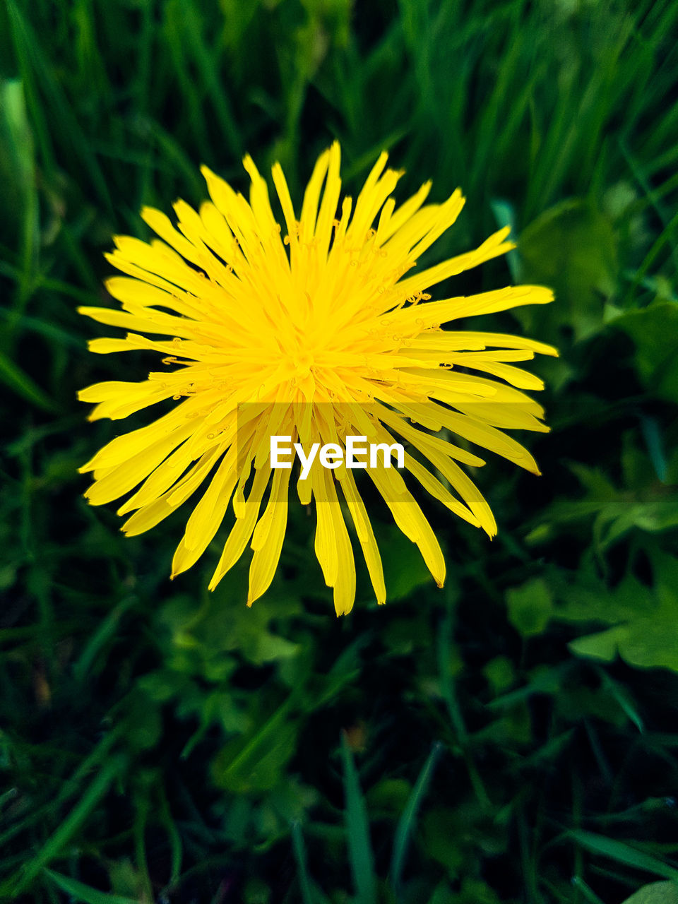 CLOSE-UP OF YELLOW FLOWER BLOOMING IN GARDEN