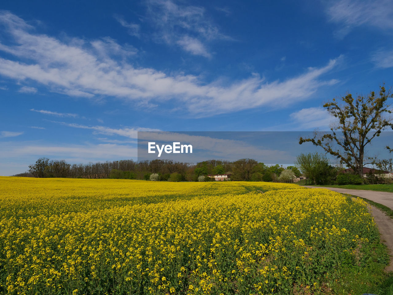 SCENIC VIEW OF FIELD AGAINST CLOUDY SKY