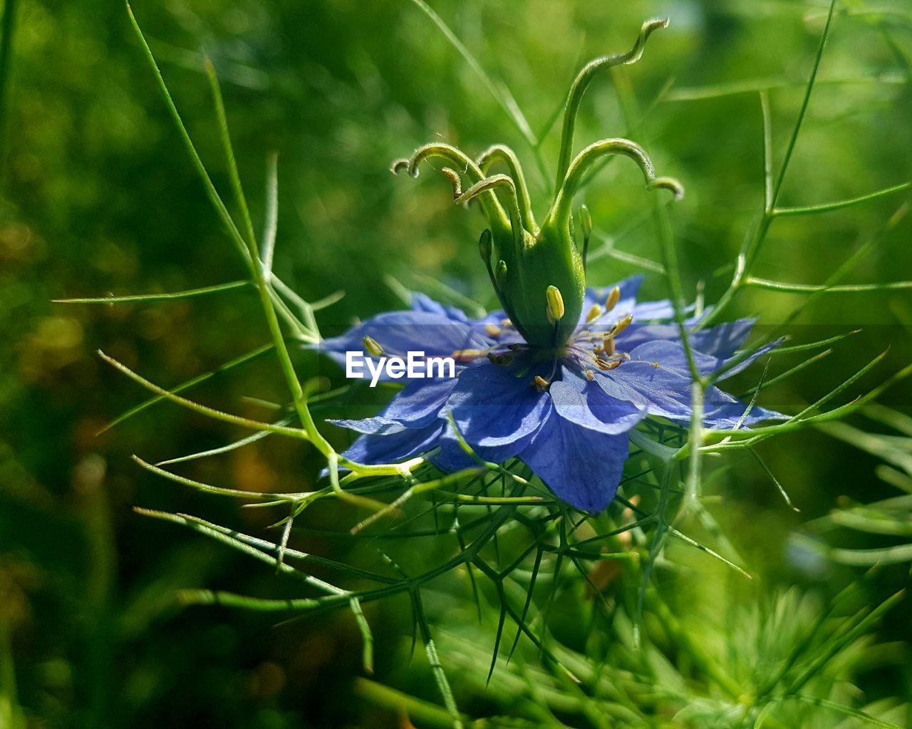 CLOSE-UP OF BLUE FLOWERING PLANT