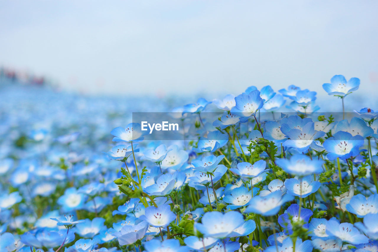 CLOSE-UP OF WHITE FLOWERING PLANT AGAINST SKY