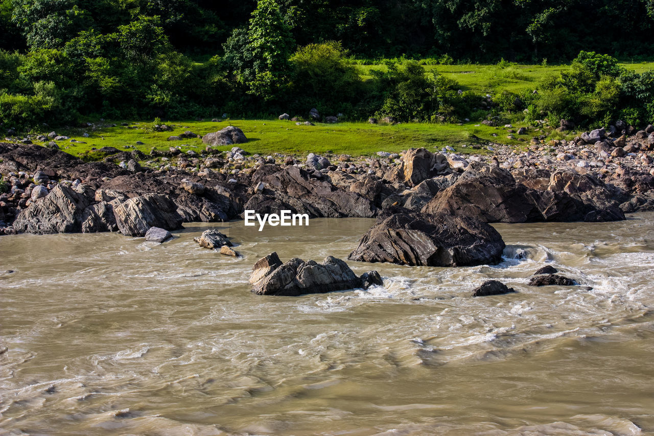 VIEW OF CRAB ON ROCK