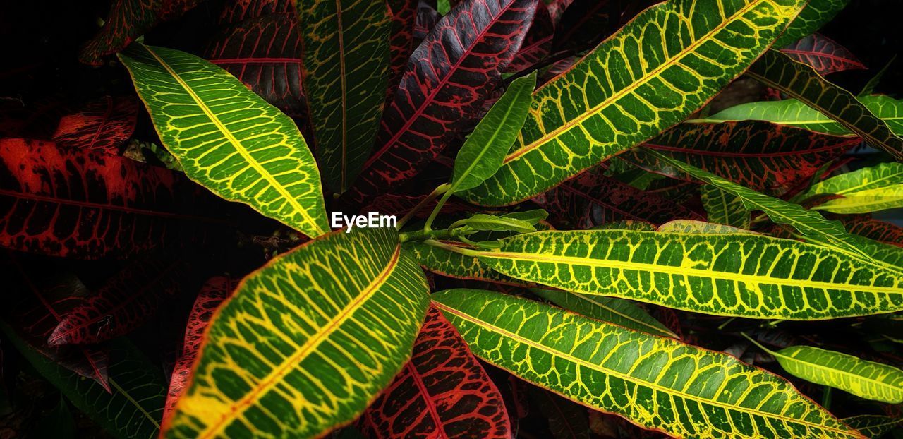 CLOSE-UP OF GREEN LEAVES