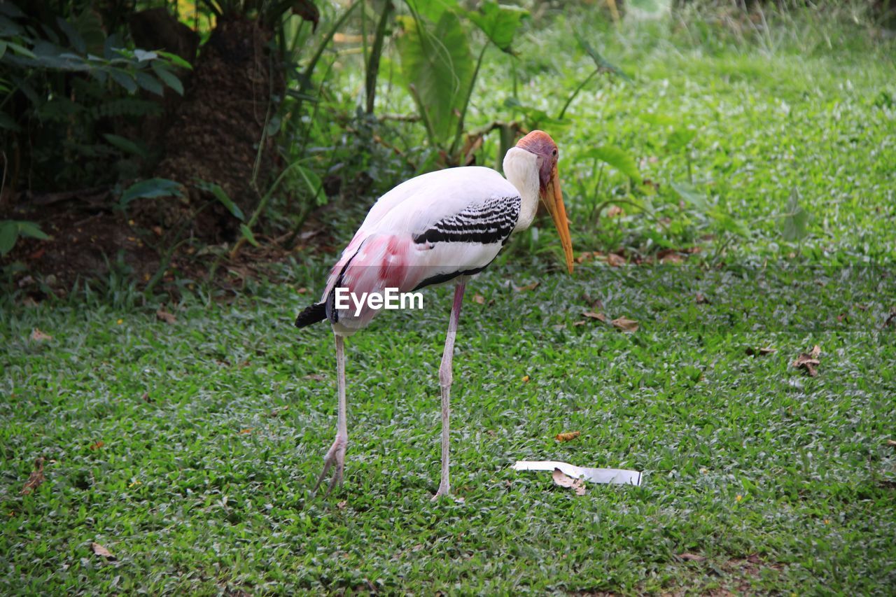 VIEW OF A BIRD ON GRASS