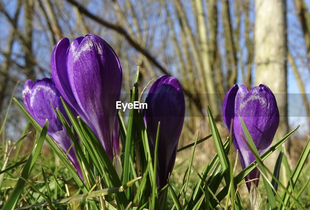 plant, flower, flowering plant, crocus, growth, beauty in nature, purple, freshness, nature, iris, close-up, fragility, land, no people, field, petal, inflorescence, springtime, day, flower head, focus on foreground, blossom, green, outdoors, grass, botany, sunlight