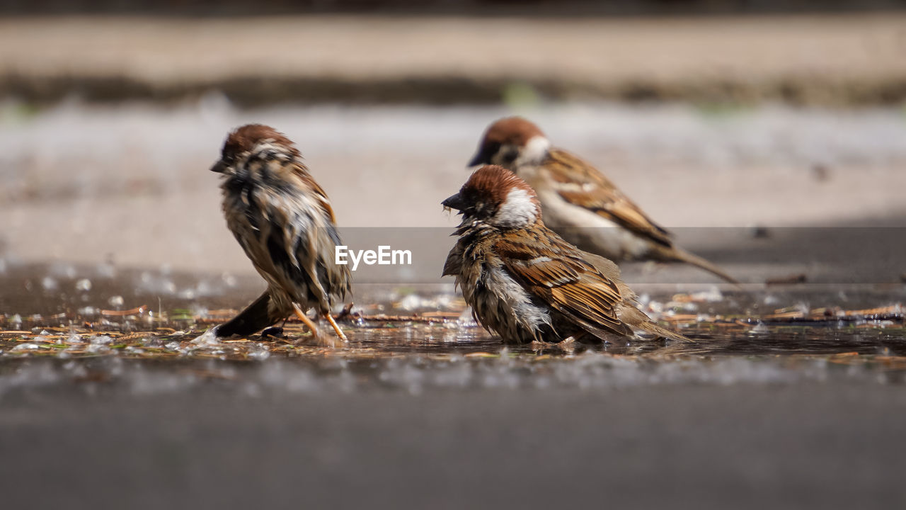 Close-up of birds eating
