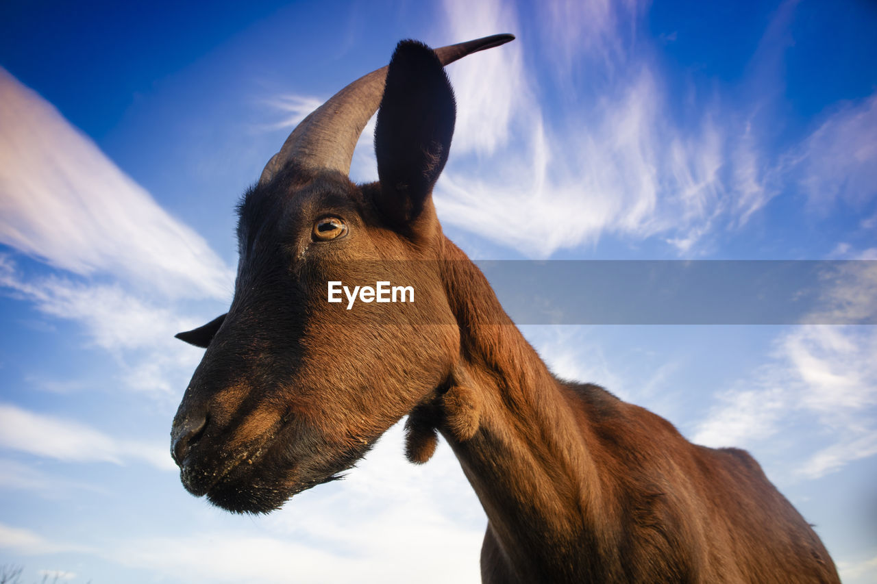 LOW ANGLE VIEW OF HORSE AGAINST THE SKY