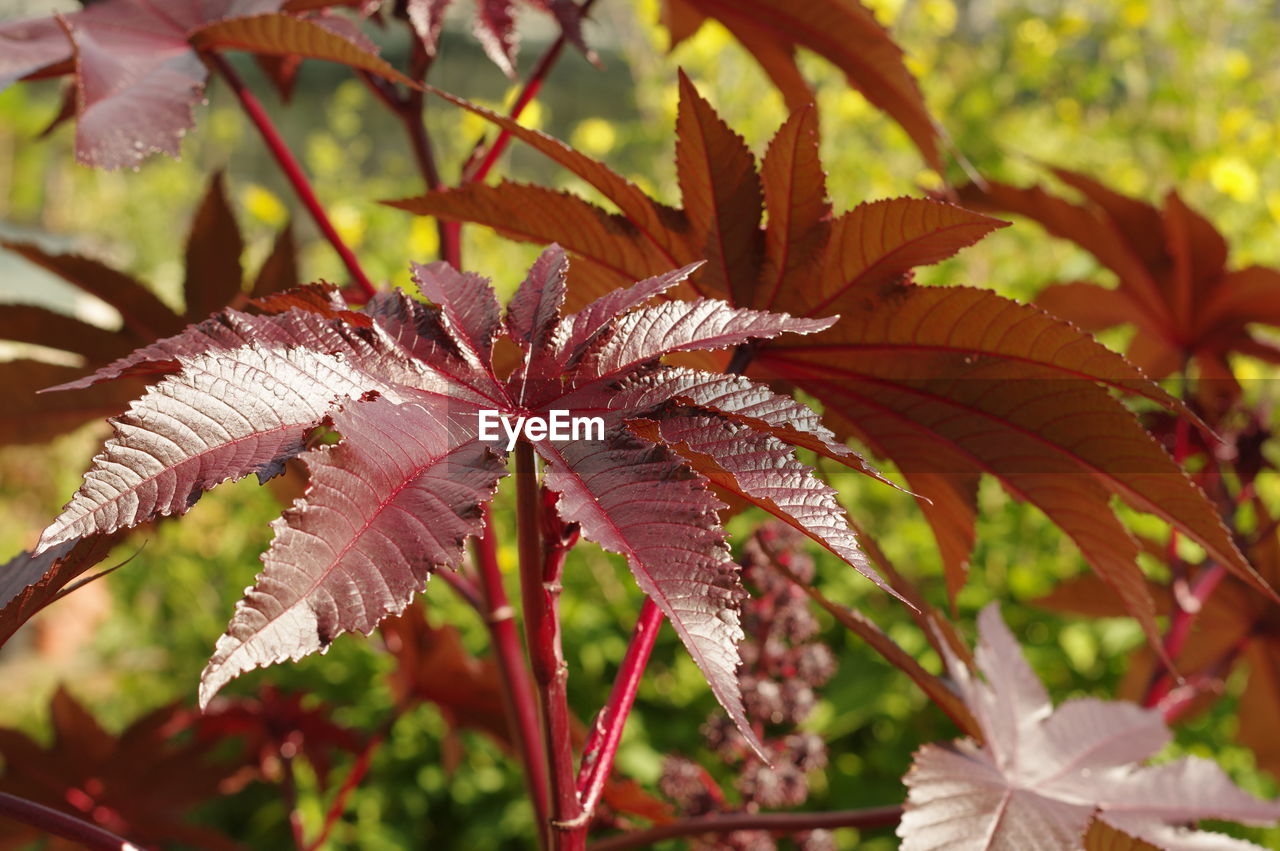 CLOSE-UP OF MAPLE LEAVES ON PLANT