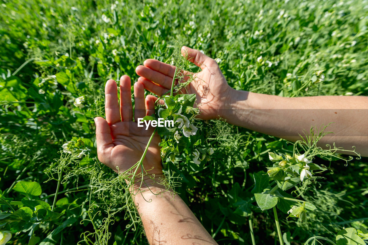 cropped hand of person holding plant