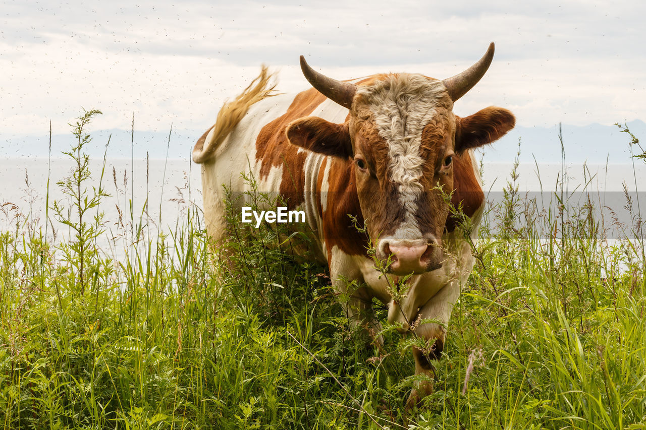 Red bull standing in the pasture. mosquitoes flying around the bull.