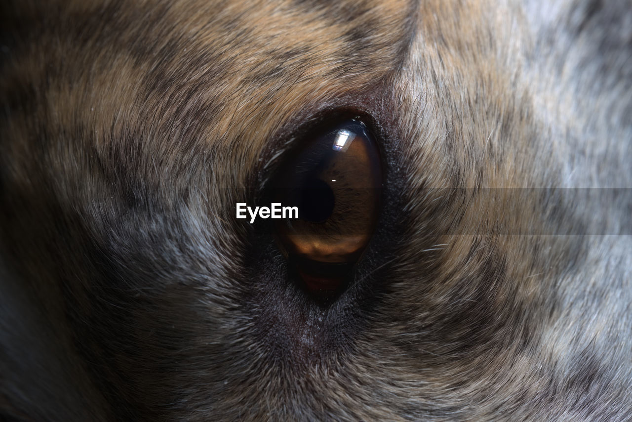 one animal, animal, animal themes, eye, animal eye, pet, animal body part, human eye, close-up, nose, mammal, whiskers, snout, domestic animals, dog, brown, animal head, animal hair, black, extreme close-up, puppy, sensory perception, canine, portrait