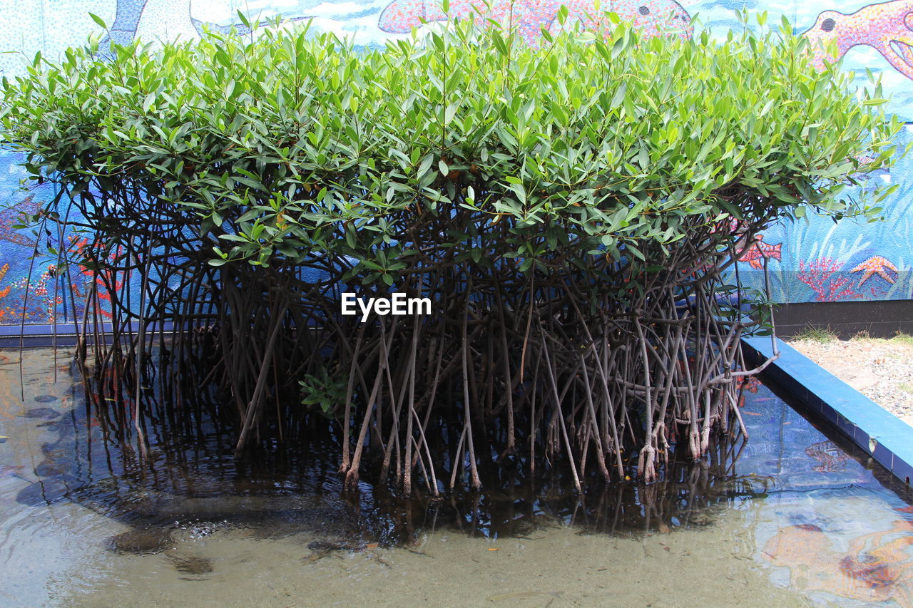 PLANTS GROWING ON TREE TRUNK