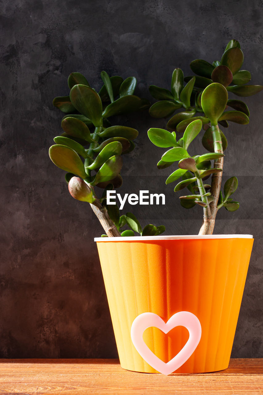 yellow, plant, leaf, plant part, nature, flowerpot, flower, green, wood, no people, indoors, growth, food and drink, food, studio shot, freshness, potted plant, wellbeing, healthy eating, houseplant, still life, orange color, table, beauty in nature, orange