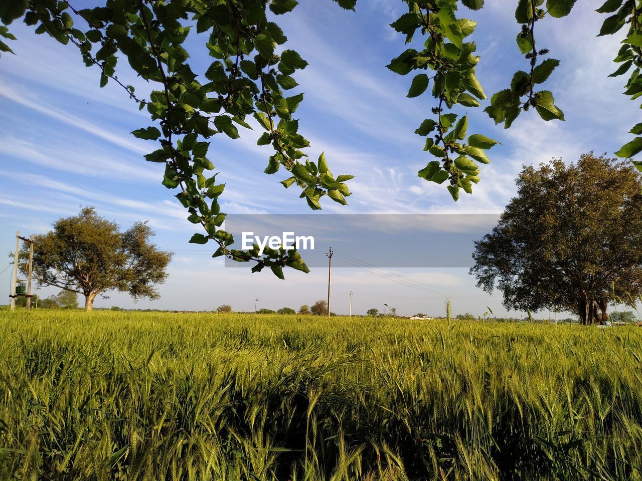 Scenic view of agricultural field against sky