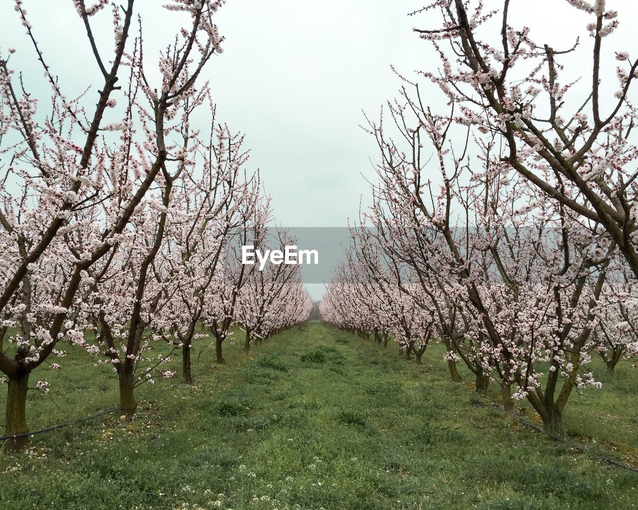 Trees on field against sky