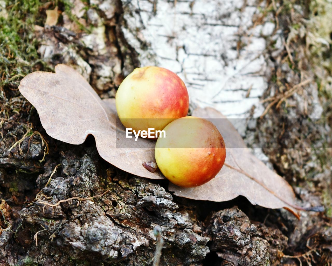 Close-up of fruits on leaf outdoors