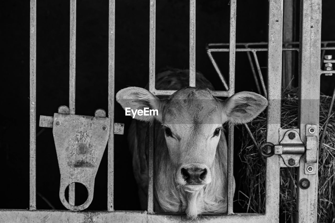 animal, animal themes, mammal, black and white, domestic animals, cattle, monochrome, looking at camera, one animal, black, monochrome photography, portrait, dairy cow, pet, livestock, no people, animal body part, metal, fence, white, cow