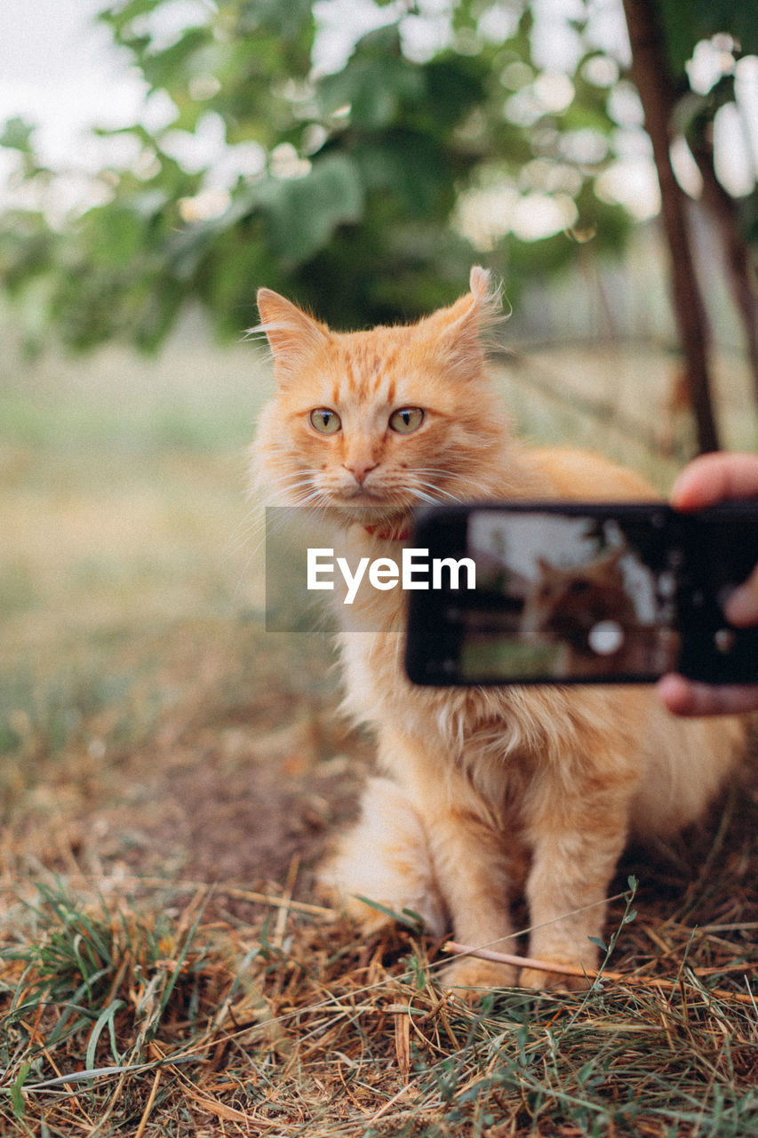 PORTRAIT OF CAT ON FIELD