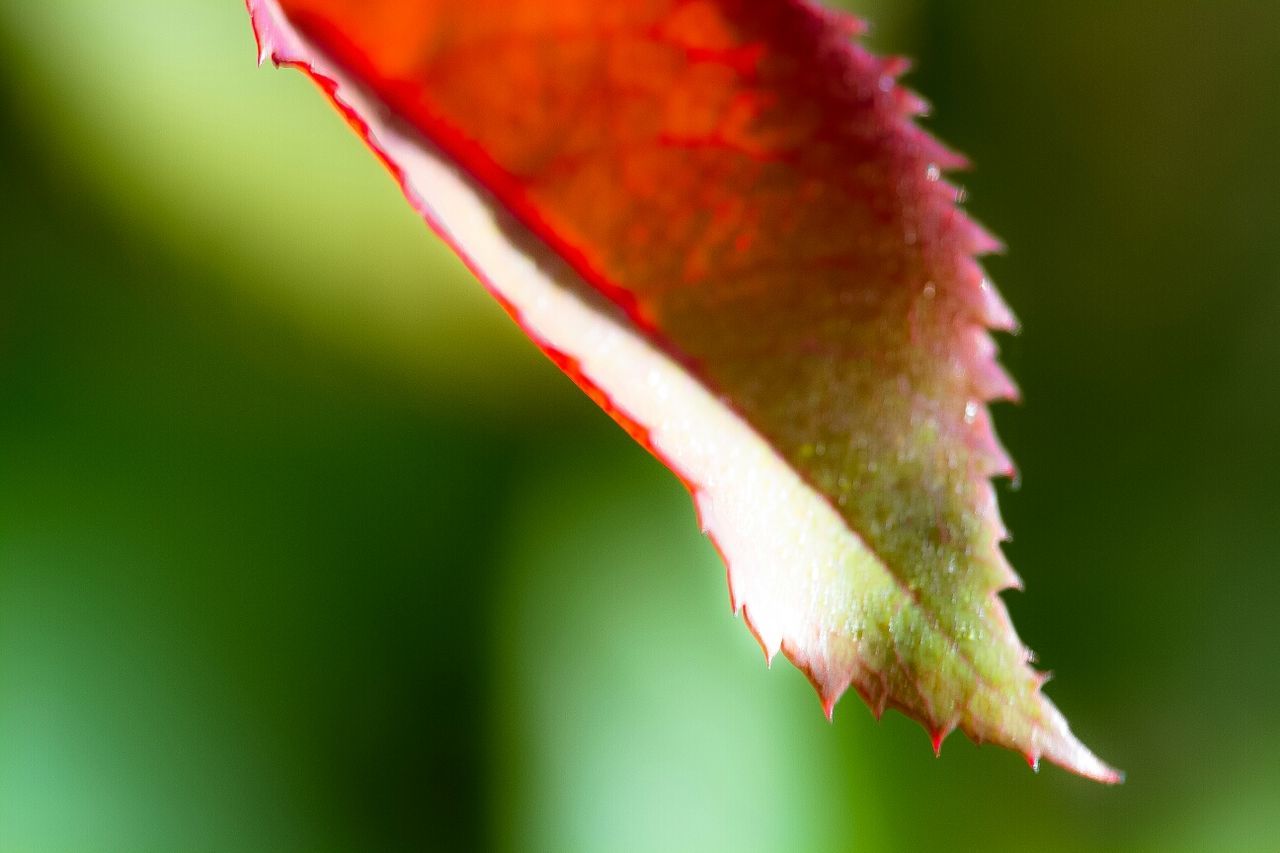 CLOSE-UP OF PLANT AGAINST BLURRED BACKGROUND