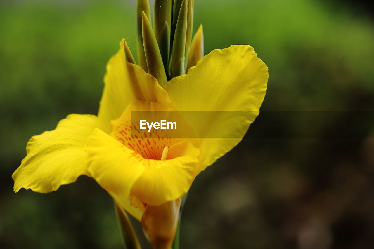 CLOSE-UP OF YELLOW FLOWER PLANT